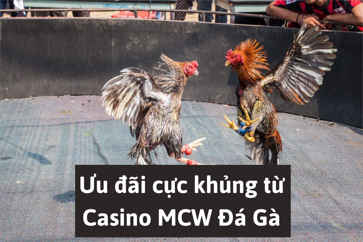 Casino MCW Đá Gà nhiều ưu đãi khủng cho người mới - Đăng ký MCW ngay